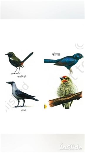 ncert notes class 4th evs important for kvs ctet htet All compatitive exams # NCERT notes #kvsprt