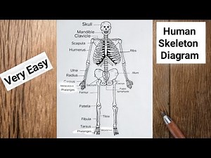How to draw human skeleton very easy step by step very easy method / Skeleton system diagram