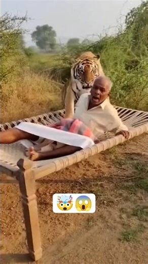 Old Man Vs Angry Tiger 🐯 Part-3 #indian #lion #tiger #trending #shorts #village #zoo
