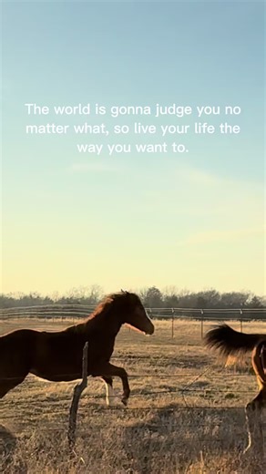 Live life unapologetically! Ricky snuck in a head nod hello. 🐮#motivation #horses #equestrian #horse #CapCut