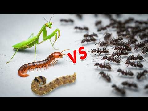 Mantis, Caterpillar & Centipede vs Ant Colony