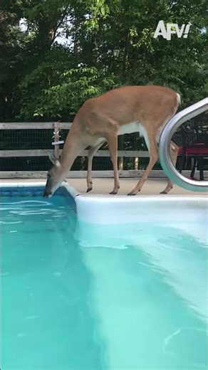 Deer Cannonballs Into Family Pool! “Not the Food, Babes!”😱🦌