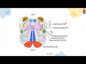 Brainstem and Cranial Nerves