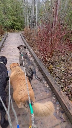 Humming along on Hump Day! Zippy pack this morning! | Sweaty Dog Fitness Company