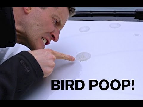 BEST TIP: Removing Bird Poop from your Paint!