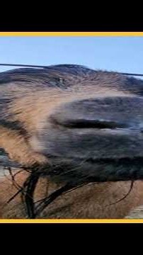 Runaway goat finds love, forever home