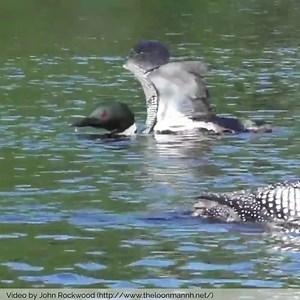 Do you know why Loons do a circle dance? The circle dance is a low-level territorial interaction during which rival loons slowly swim in circles around each other and evaluate their opponent’s fitness. One or more of the loons involved may periodically dive underwater, and in response, its rivals will either dip their heads underwater to track its movements or dive after it. This helps them to ensure that they will not be stabbed from below. Circle dances generally do not involve physical contac