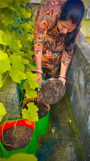 Best homemade kitchen compost for plants 🌱 #organic #compost #plants #youtubeshorts
