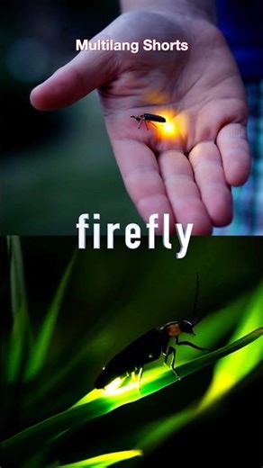 What’s a Firefly? 💡 Learn Insect Names!
