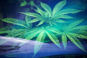 Aurora tumbles after Stifel downgrade to sell