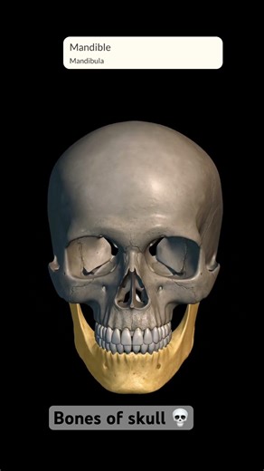 #humanskull #anatomy #bones INTRODUCING TO BONES OF SKULL (CRANIUM)💀☠️