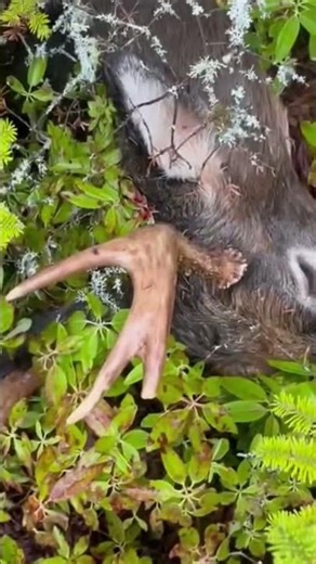 Crossbow buck #hunting #deer #whitetailhunting #crossbow