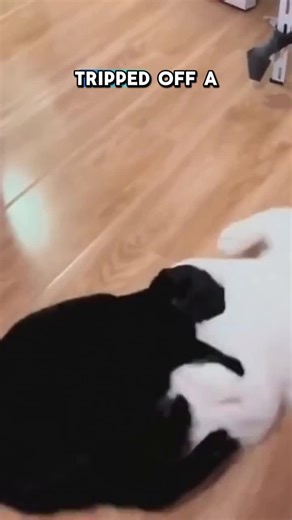 From Beginner to Beast 💪 Adjustable Step Platform for Every Level!#aerobic #fitness #aerobic step