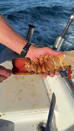 How to clean out the poop shoot on a lobster | lobster