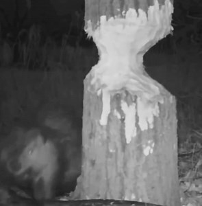 Os castores fazem pausas enquanto roem os troncos de árvores e ouvem para determinar em que direção elas cairão. Esse comportamento é um mecanismo de sobrevivência para evitar serem feridos pelo tronco que tombará. ------- Beavers pause as they gnaw on tree trunks and listen to determine which direction they will fall. This behavior is a survival mechanism to avoid being injured by the trunk that will topple over. ------- Los castores se detienen mientras roen los troncos de los árboles y escuch