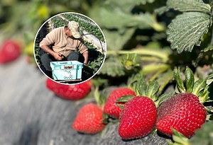 Watch: I live and breathe strawberries from one year to the next