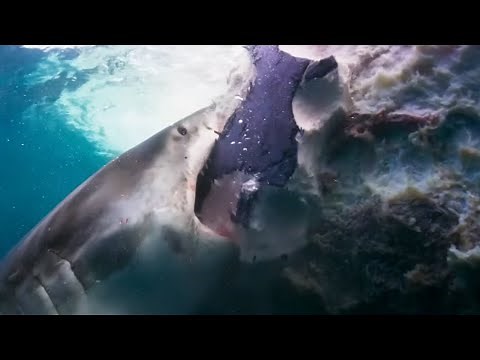 Sharks Feast On Whale | Blue Planet II | BBC Earth