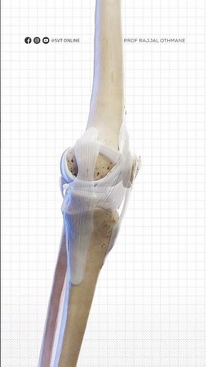 Comment fonctionne VRAIMENT votre genou ? 🦴🎥 (Animation 3D)