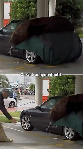 Sea Lion Crushes Car