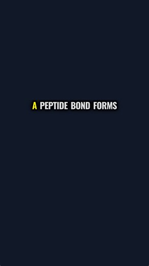 A peptide bond forms when the amino group of one amino acid meets the carboxyl group of another. This reaction releases water and links the two into a stable backbone. Those peptide bonds create the backbone of every peptide and protein in your sample. They hold residues in a sequence that defines structure. Without peptide bonds you would not have proteins or enzymes. These links are essential for function in your experiments.