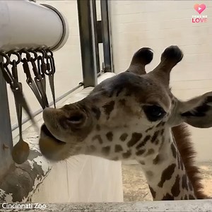 606K views · 58K reactions | It’s like a giraffe wind chime 漣 Peanut butter on hanging spoons makes for fun and tasty enrichment for little Theo at the Cincinnati Zoo. | WLWT | Facebook