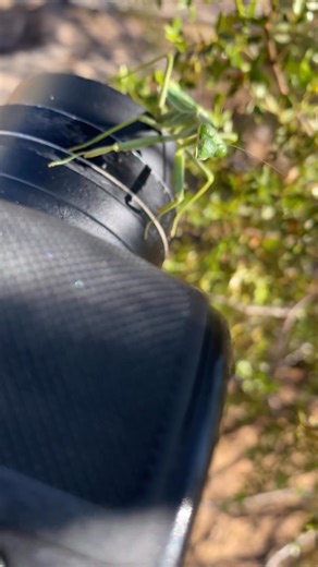 38 reactions · 3 comments | I really tried to photograph this beautiful Arizona Mantis (Stagmomantis limbata) and she just wanted to play! 路‍♀️ | Chasity Shelton | Facebook