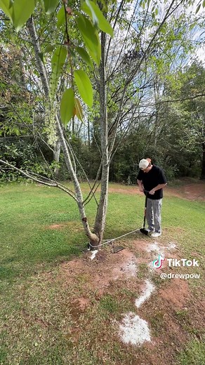 DIY Tree Garden Makeover: $400, 3 Days