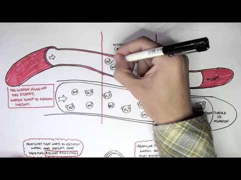 Part I - Regulation of Blood Pressure (Hormones)