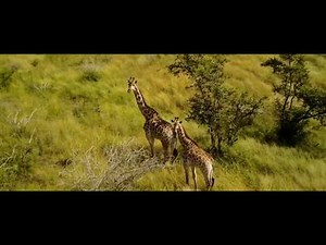 Le Parc Kruger - Afrique du Sud