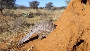 11K views · 185 reactions | Pangolin Perfection! We are just loving the footage Todd Gustafson has shared with us after spending time with the AfriCat Pangolin Guardians. https://instagram.com/gustafson_photo_safari?igshid=YmMyMTA2M2Y= | Okonjima Nature Reserve - Home of AfriCat | Facebook