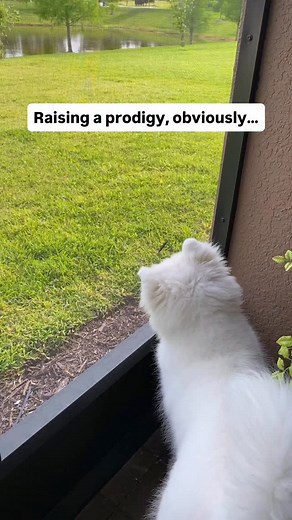 2.2K views · 120 reactions | Data v0.4.0 (4 months old). Debugging in process… #pupdate #puppy #doglover #lifeisbetterwithadog #throwback | Data The Samoyed | Facebook