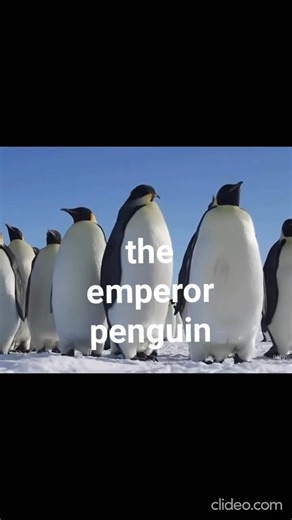 Antarctica in Danger ❄️ Emperor Penguins & Fur Seals Now Endangered!#iucnredlist #localextinction