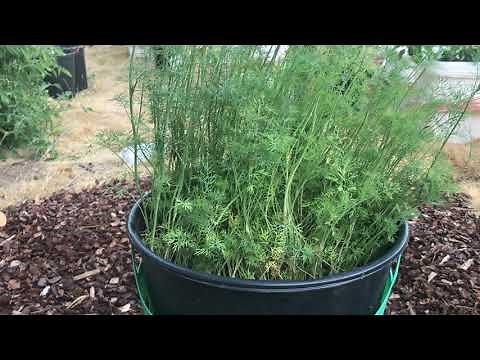 How to Grow Dill