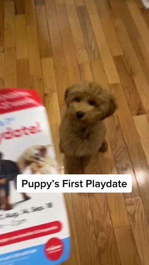 Puppy's First Playdate at Oakview PetSmart
