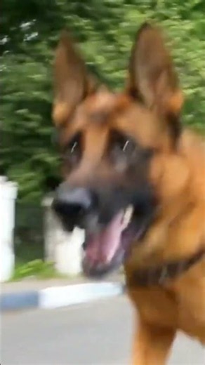 The Fastest German Shepherd You’ll See Today! 🐕💨🔥 #germanshepherd#dog