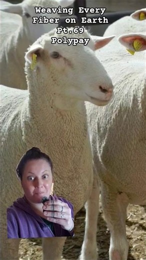 Weaving with Polypay Sheep Wool #craft #diy