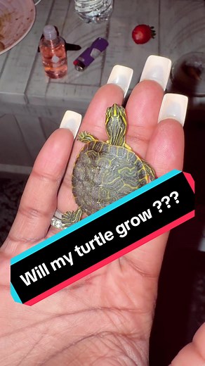 Why Won't My Pet Turtle Eat? Tips for Feeding Mr. Luther