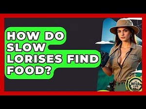 How Do Slow Lorises Find Food? - The Wild Life Explorer