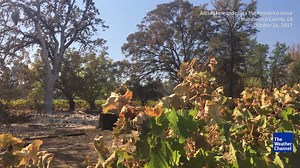 60K views · 272 reactions | Evacuation orders lifted for Mendocino County, Calif., but returning residents might find homes burned to the ground. | The Weather Channel | Facebook