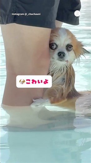 プールが怖くてパパから離れられないわんちゃんが可愛い💕 #犬 #いぬ #可愛い犬 #犬のいる暮らし #かわいい