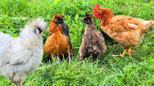 Weird chickens practicing zen for 41 minutes
