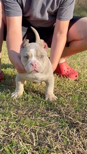 RARE Isabella Pocket Bully ✈️ Headed to New York! (9 Weeks Old)