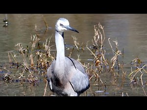 White-faced Heron (Egretta novaehollandiae) in Perth, WA