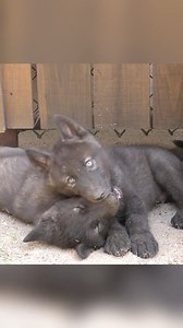 Wrestling is a behavior observed during social and dominant interactions between wolves. It is described as a moment where a wolf grapples with another to throw that wolf off balance or to the ground. This is a common behavior seen in juveniles. In this clip, Cedar and Rowan are approximately a month old. In the heat of summer, their wrestling consisted of lying down while grabbing each other's ears and jaw sparring. Rieka and Grayson follow up with a highly social interaction as they pounce, pl