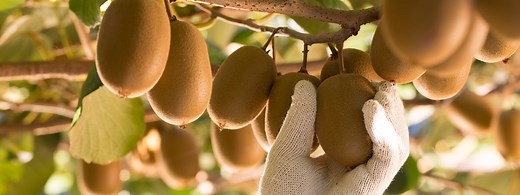 History of Zespri Sungold Kiwi fruit - Zespri US