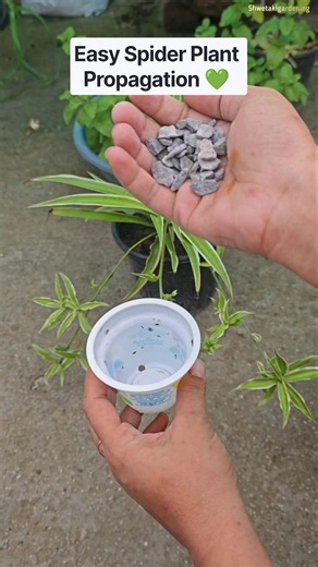 How to Grow Spider Plant from Pups Fast! 💚 #spiderplant #propagation #shorts #youtubeshorts #garden