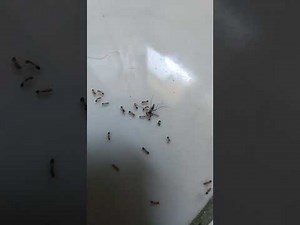 how to torture mosquito