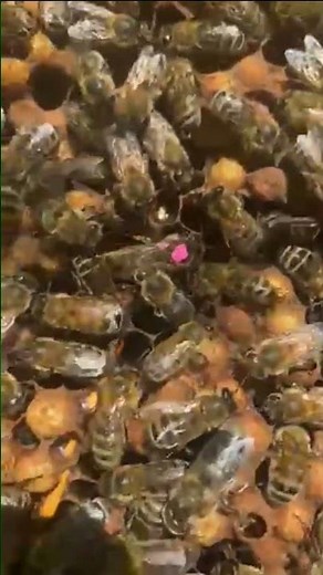 Queen honey bee lays an egg #bee #beekeeping #beekeeper