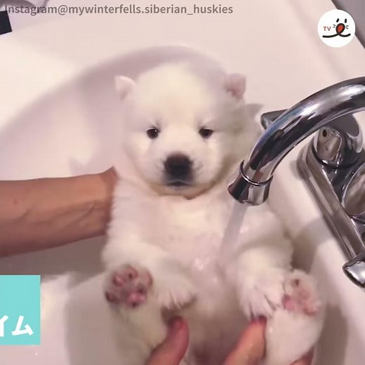 飼い主さんに抱かれて…。子犬ハスキーのお風呂デビュー💖【PECO TV】