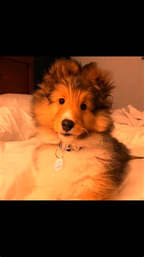 Cute sheltie puppy from every angle! Tiktok🎥- @ pepinthesheltie | Sheltie